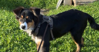 angela pet sitter à STRASBOURG 67200_11