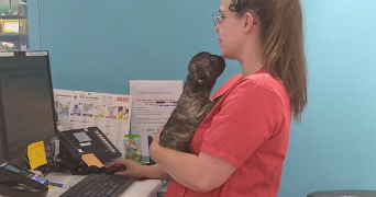 claudie pet sitter à ROZ LANDRIEUX 35120_7