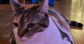 corinne pet sitter à PARIS 15 75015_3