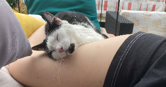 lisa pet sitter à ST ETIENNE 42000_2