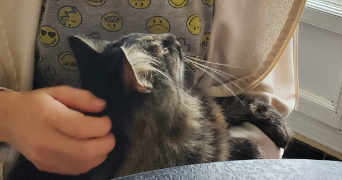 lucie pet sitter à LA SEYNE SUR MER 83500_1