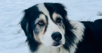 carla pet sitter à ST BONNET EN BRESSE 71310_4