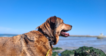 alexandra pet sitter à CHATOU 78400_2