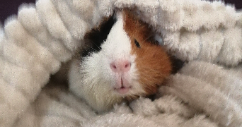 luisa pet sitter à PARIS 12 75012_4