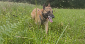 berangere pet sitter à SEBY 64410_7