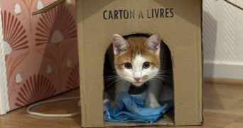 ophelie cat sitter à CHARTRES 28000_20