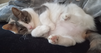 mélanie pet sitter à TALENCE 33400_1