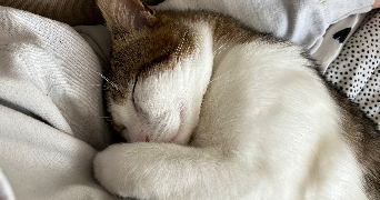 maëlle pet sitter à MONTAIGU VENDEE 85600_2
