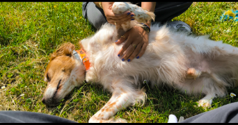 colyne pet sitter à BESANCON 25000_3