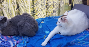 mylene cat sitter à PARIS 15 75015_3