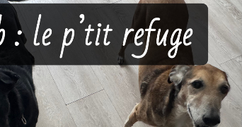 louise pet sitter à SOURS 28630_1