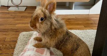 laura pet sitter à LEVALLOIS PERRET 92300_6