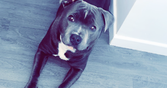 gwenaelle pet sitter à CONFLANS STE HONORINE 78700_2