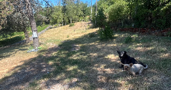 lili pet sitter à BRIORD 01470_12