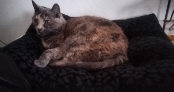 elodie pet sitter à PARIS 13 75013_2