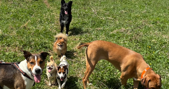 laurie pet sitter à Hauterive la fresse 25650_1