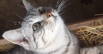maëva pet sitter à CESSON SEVIGNE 35510_1