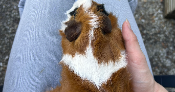 céline pet sitter à LA CHAPELLE SUR ERDRE 44240_1