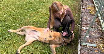 maelys pet sitter à CUISE LA MOTTE 60350_0
