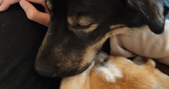 laura pet sitter à ST GENEST LERPT 42530_1