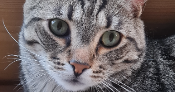 catherine pet sitter à BLAINVILLE SUR L EAU 54360_0