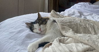 elise pet sitter à PARIS 07 75007_3