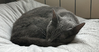 clara pet sitter à ST MAUR DES FOSSES 94210_9