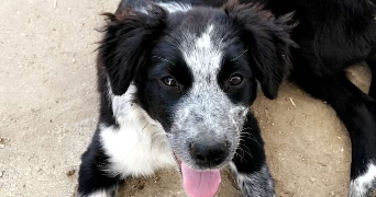 mathilde et florian  pet sitter à RENNES 35000_7