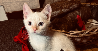 célya pet sitter à AGEN 47000_9