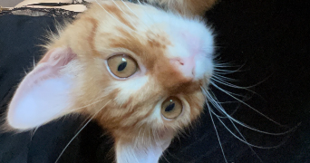 marie pet sitter à CHATEAUNEUF DE GALAURE 26330_2