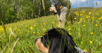 Julie dog sitter à TOULOUSE 31300_5