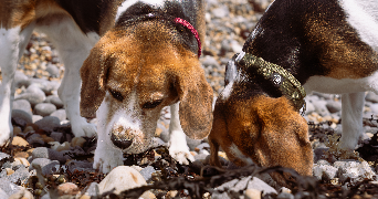 madeline pet sitter à FONTAINES 71150_5