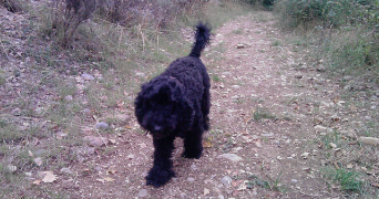 marie-hélène pet sitter à CUGNAUX 31270_1