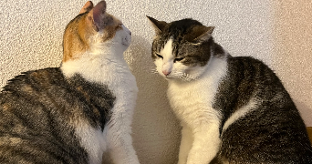 camille pet sitter à TOULOUSE 31000_1