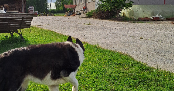 mathilde pet sitter à MARLENHEIM 67520_2