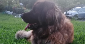 héloïse pet sitter à PLOMBIERES LES BAINS 88370_1