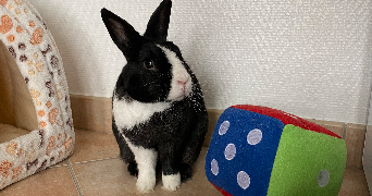 sophie pet sitter à AMIENS 80000_4