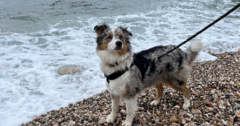 elisa pet sitter à MARSEILLE 04 13004_3