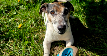 melissa pet sitter à LES AGEUX 60700_1