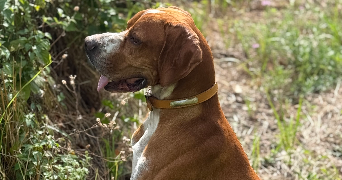 bruno pet sitter à Guilherand-Granges 07500_8