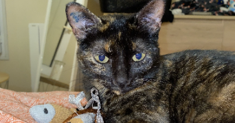 camille pet sitter à JAUNAY MARIGNY 86130_1