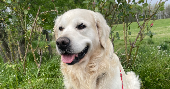 emma pet sitter à CHAMPS SUR MARNE 77420_0