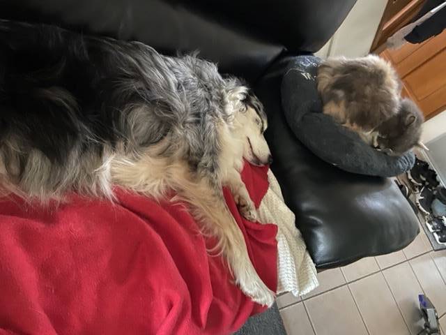 Helen pet sitter à Draveil 91210_2