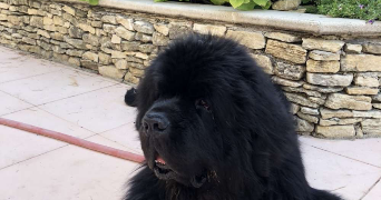 léa pet sitter à MONT ST AIGNAN 76130_3