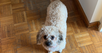 yasmine pet sitter à PARIS 17 75017_1
