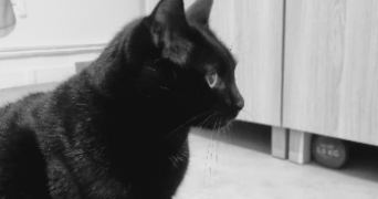 cyrielle pet sitter à SURESNES 92150_6