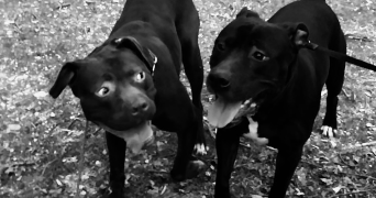 elena pet sitter à Albi 81000_2
