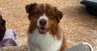 léna pet sitter à LEOGNAN 33850_7