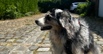elisa dog sitter à LILLE 59000_2