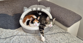 elodie pet sitter à CARNOULES 83660_0